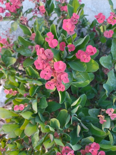 Coroa de Cristo (Euphorbia milii)