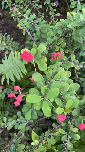 Coroa de Cristo (Euphorbia milii)