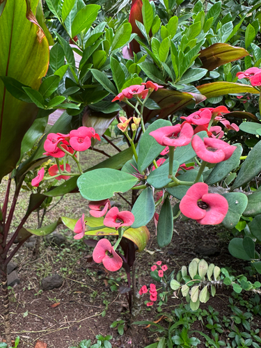 Coroa de Cristo (Euphorbia milii)