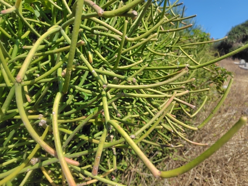 Aveloz (Pencil Cactus)