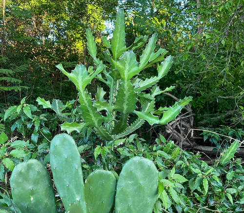 Euphorbia Crestada