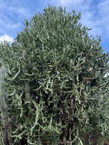 Euphorbia Crestada