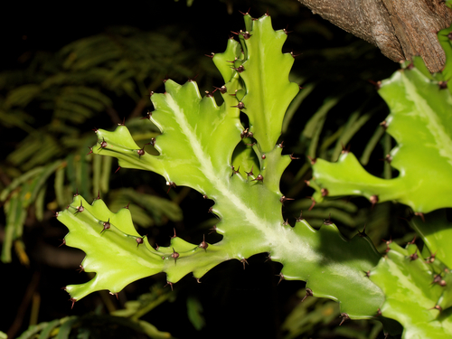 Euphorbia Crestada