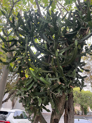 Euphorbia Crestada
