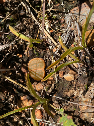 Cacto Pedra (Lithops Lesliei)