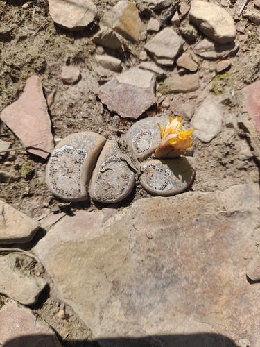 Cacto Pedra (Lithops Lesliei)