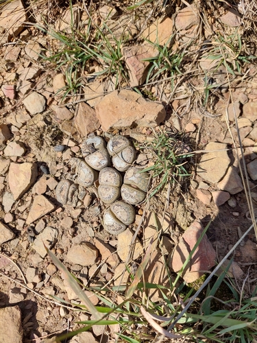 Cacto Pedra (Lithops Lesliei)
