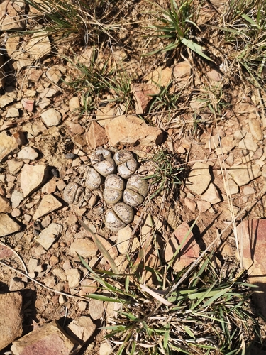 Cacto Pedra (Lithops Lesliei)