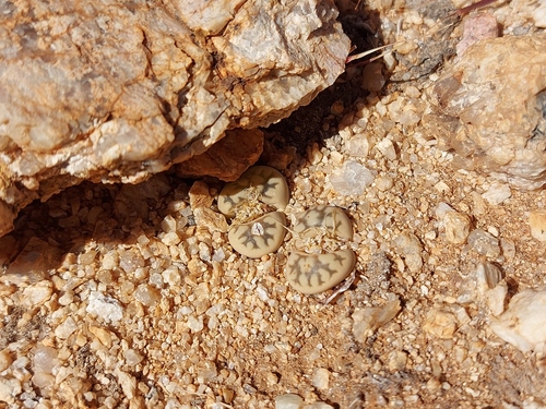 Lithops Cinza de Coleção