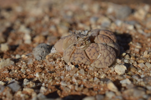 Lithops Cinza de Coleção