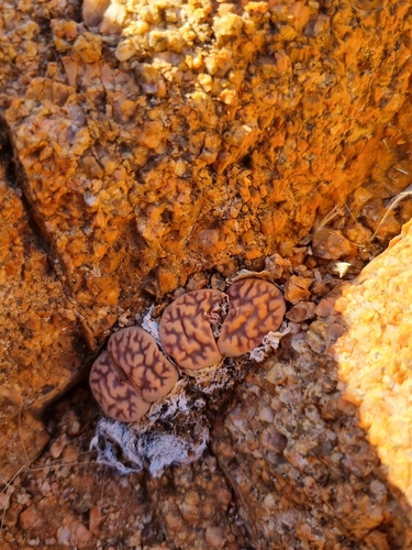 Lithops Cinza de Coleção
