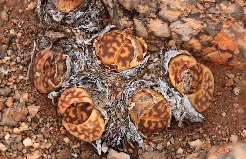 Lithops Cinza de Coleção