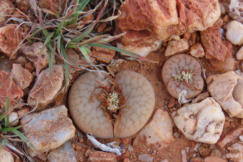 Lithops Redondo