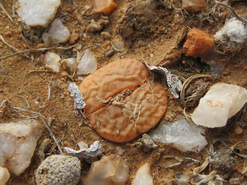 Lithops Redondo