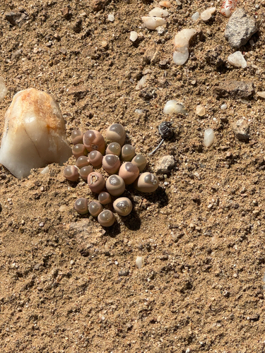 Olho de Bebê (Baby Toes)