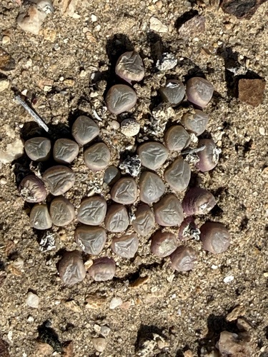 Olho de Bebê (Baby Toes)