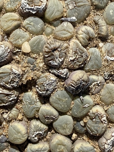 Olho de Bebê (Baby Toes)