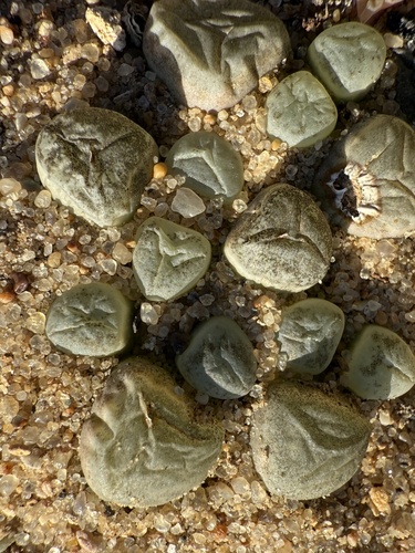 Olho de Bebê (Baby Toes)
