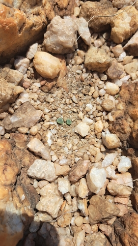 Frithia Roxa de Coleção