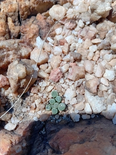Frithia Roxa de Coleção