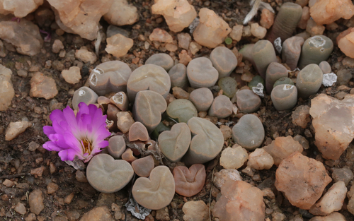 Frithia Roxa de Coleção