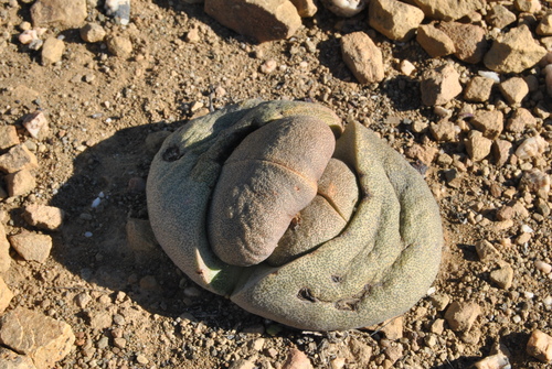 Pedra Partida (Split Rock)