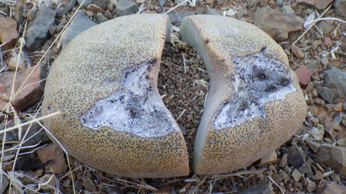 Pedra Partida (Split Rock)
