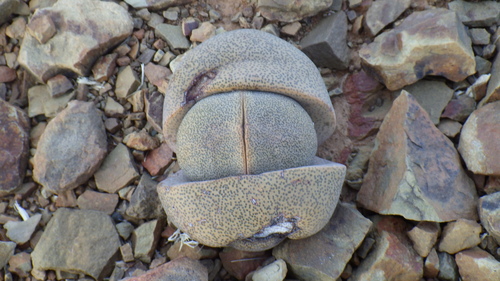 Pedra Partida (Split Rock)