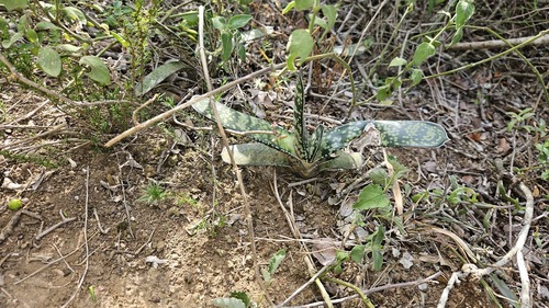 Gasteria Língua de Boi