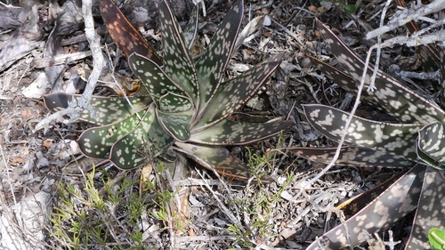 Gasteria Língua de Boi