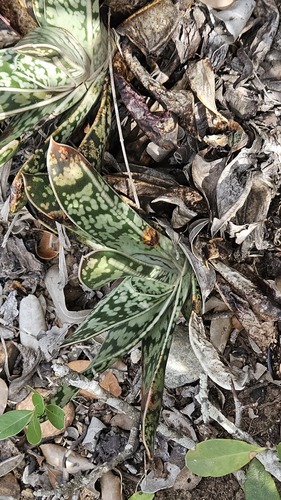 Gasteria Língua de Boi