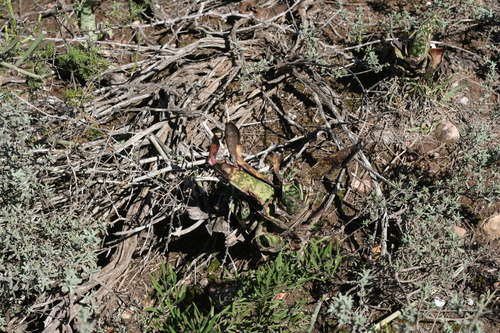 Gasteria Língua de Boi