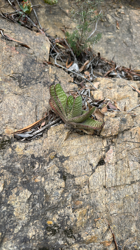 Gasteria Carinata