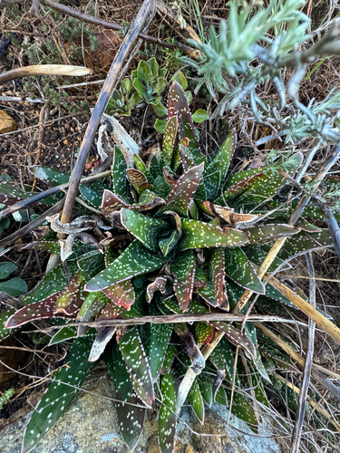 Gasteria Carinata