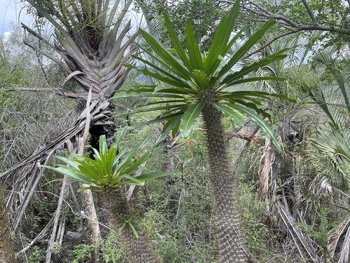 Palmeira de Madagascar