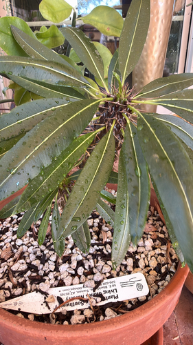 Palmeira de Madagascar