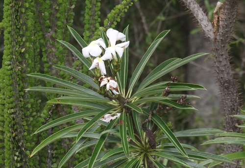Palmeira de Madagascar