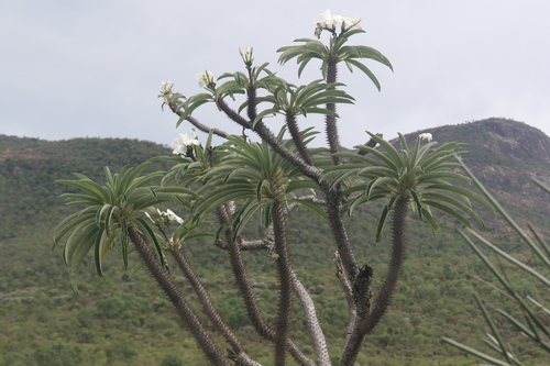 Palmeira de Madagascar
